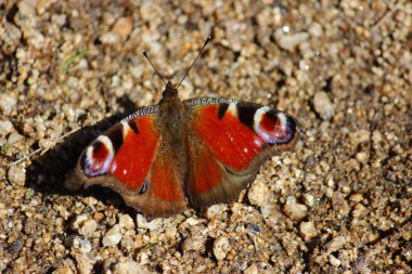 Toptan kelebek bitki