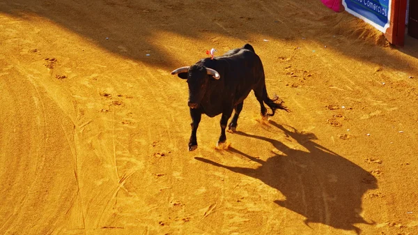 Toro en plaza de toros —  Fotos de Stock