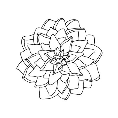 Güzellik tasarımı ve kartpostal süslemesi için beyaz arka planda münferit karalama çiçek şakayığı.