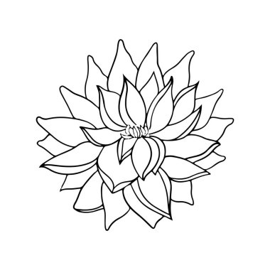 Güzellik tasarımı ve kartpostal süslemesi için beyaz arka planda münferit karalama çiçek şakayığı.