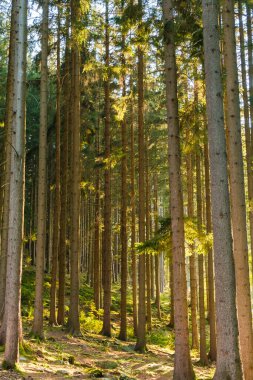 Ağaçların arasından güneş ışığı geçen güzel bir orman..