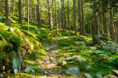 Ağaçların arasında yeşil yosunlarla kaplı parlak güneşli bir orman.. 