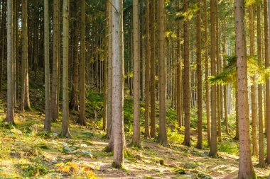 Ağaçların arasından güneş ışığı geçen güzel bir orman..