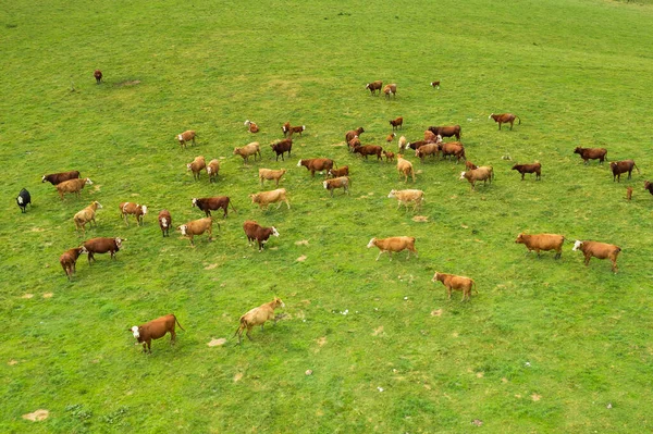 Vista superior sobre as vacas marrons em um campo gramado verde brilhante. — Fotografia de Stock