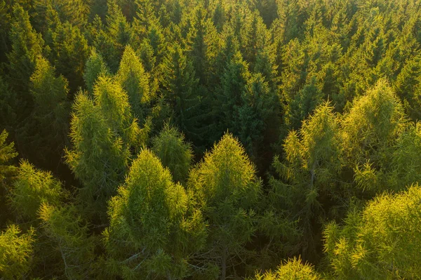 Vista aerea delle cime degli alberi della giovane foresta densa alla luce del sole. — Foto Stock