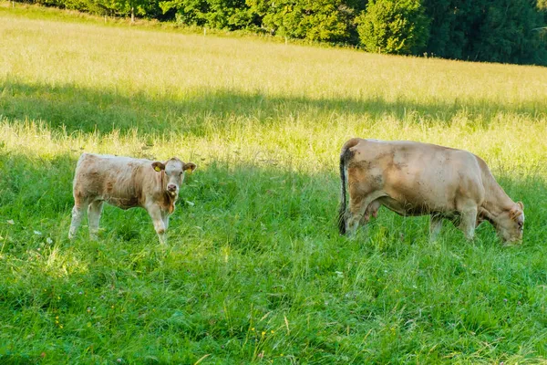 목초지에서 풀을 뜯어먹는 칼 과 소들. — 스톡 사진