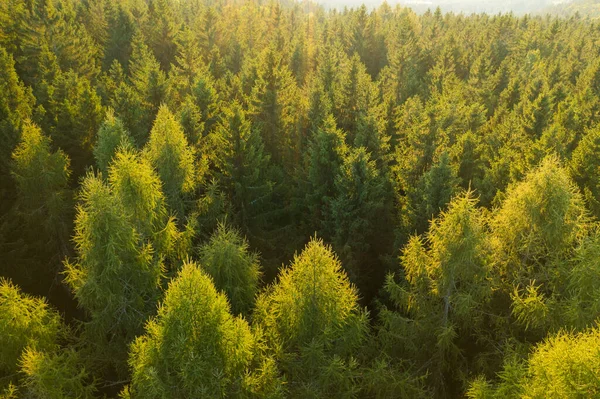 Vista aerea delle cime degli alberi della giovane foresta densa alla luce del sole. — Foto Stock