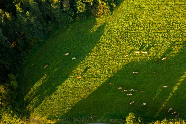 Вид с воздуха на коров, пасущих траву на зеленом лугу в горах — стоковое фото