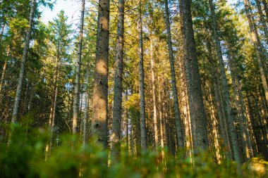 Ağaçların arasından güneş ışığı geçen güzel bir orman..