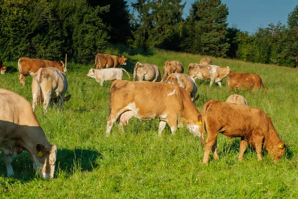 Herd of cows graze on a summer green field — Stock Photo, Image