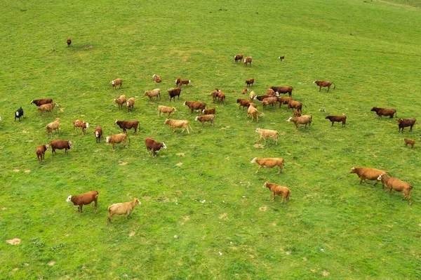 Pohled shora na hnědé krávy v jasně zeleném travnatém poli. — Stock fotografie