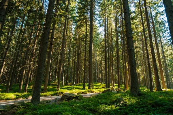 Foresta con sole splendente tra gli alberi ricoperti di muschio verde. — Foto Stock