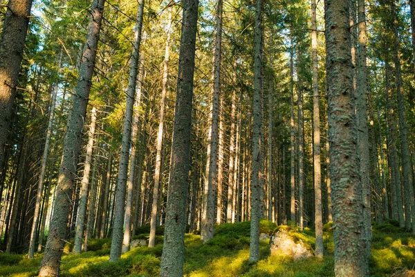 Bella foresta con la luce del sole tra gli alberi. — Foto Stock