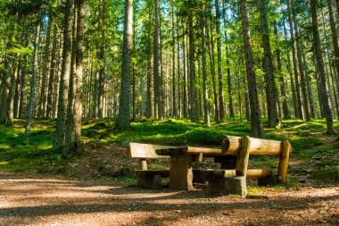 Kozalaklı bir ormanda dinlenmek için bir bank ve yosunla kaplı bir zemin.
