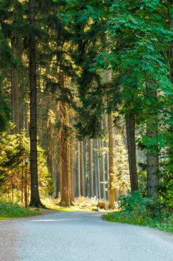 Sonbahar ormanı yolu gün batımında. Güneş ışığında yüksek çam ağaçları ile orman yürüyüşü patikası