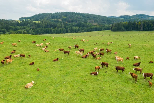 Vista superior del ganado vacuno pastando hierba en un prado verde en las montañas —  Fotos de Stock