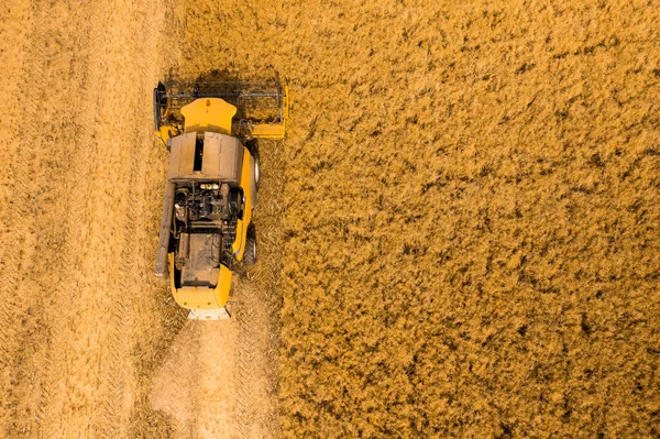 Top view of a combine harvester harvesting wheat from a field — Stock Photo, Image