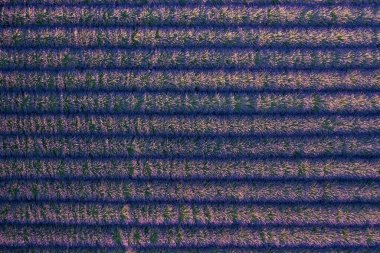 Mor çiçek açan lavanta tarlası, çift sıra. Modern tasarım için arkaplan ve doku