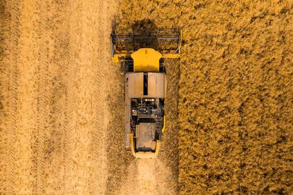 Widok z góry na kombajn zbożowy zbierający pszenicę z pola — Zdjęcie stockowe