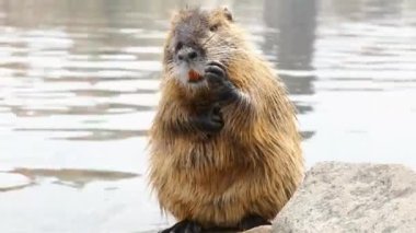 Şirin fındıklar nehir kıyısında yünlerini yıkar ve temizler. Bir hayvanla komik bir video.