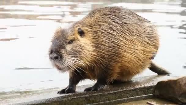 Cute nutria washes and cleans its wool on the river bank. Funny video with an animal — Stock Video