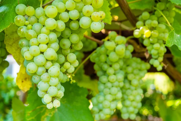 Érett fehér szőlő fürtök egy szőlő nyáron. Jó termés prosecco vagy pezsgő előállításához — Stock Fotó