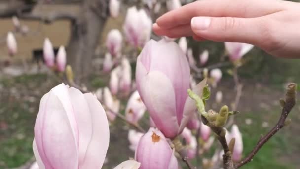 Elegancka kobieta ręka dotyka różowy kwiat magnolii w parku — Wideo stockowe