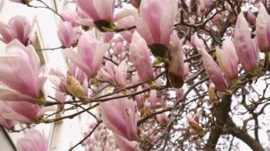 Manolya, resim bahçesindeki ağaç dallarında çiçek açar.