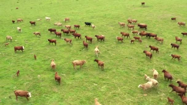 Kamera seuraa käynnissä ruskeita lehmiä vihreällä niityllä, ilmakuva. — kuvapankkivideo