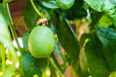 Çiğ yeşil tutku meyvesi lianada olgunlaşır.