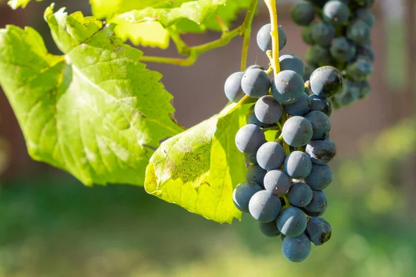 Перед производством вина в винограднике на ветке созревают черные гроздья винограда — стоковое фото