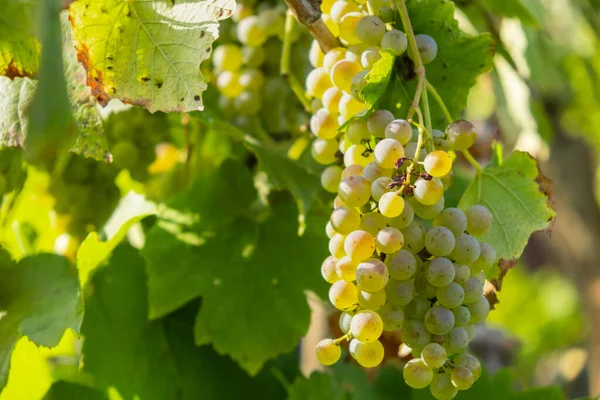 Спелые белые гроздья винограда на винограднике летом. Хороший урожай для производства просекко или игристых вин — стоковое фото