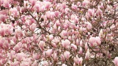 Fantastik aromatik çiçek tomurcukları olan egzotik manolya ağacı.
