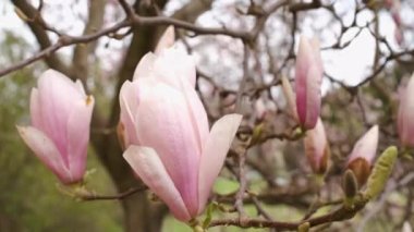 Botanik bahçesindeki manolya ağacının üzerindeki harika pembe çiçekler.