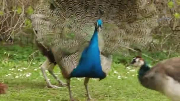 Mannelijke pauw met een prachtige kleurrijke staart trekt in het voorjaar de aandacht van vrouwelijke pauw in de tuin. Peacock dans. — Stockvideo