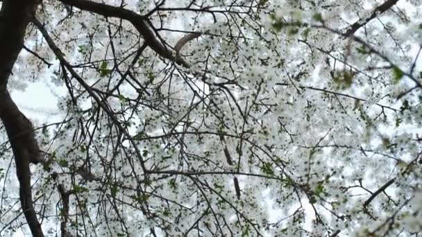 Цвіте вишневе дерево з ніжними білими квітами в фруктовому саду — стокове відео
