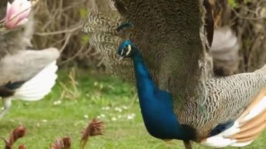 Güzel renkli kuyruklu erkek tavus kuşu baharda bahçedeki dişi tavus kuşunun dikkatini çeker. Tavuskuşu dansı.