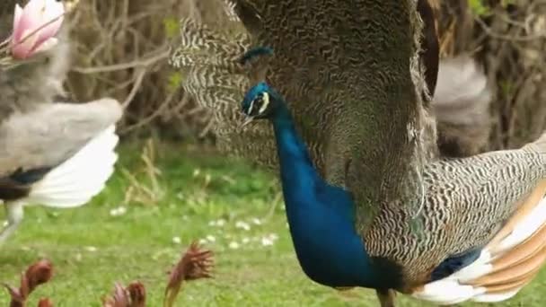 Male peacock with a beautiful colourful tail attracts the attention of female peacock in the garden in spring. Peacock dance. — Stock Video