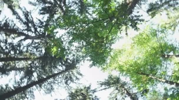 Cielo despejado sobre bosque de coníferas con rayos de sol brillantes — Vídeos de Stock