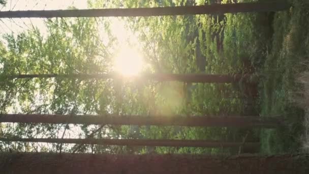 A luz do sol brilhante rompe ramos finos de pinheiros tiro vertical — Vídeo de Stock