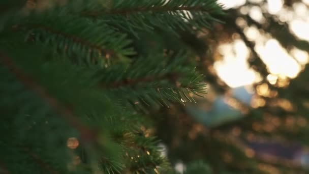 Needles of pine tree with shining setting sun rays closeup — Stock Video