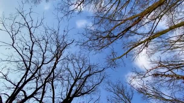 Modrá oblačná obloha nad lesem s holými větvemi stromů — Stock video