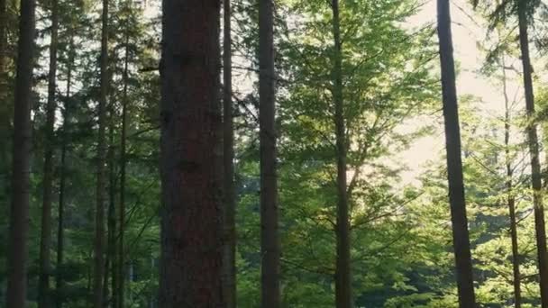 Mooie warme zonnestralen of stralen verlichtende boomstammen in het bos — Stockvideo