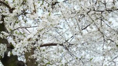 Bahar meyve bahçesinde beyaz çiçekli kiraz ağacı