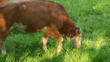 Kahverengi inek tarlada ot çiğniyor. İnekler çayırda ot yer. Organik süt üretimi 
