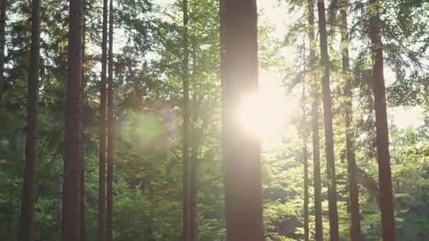 Красивые теплые солнечные лучи или лучи, освещающие стволы деревьев в лесу — стоковое видео