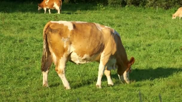 Kahverengi inek çayırda otluyor ve güneşli bir günde taze yeşil ot yiyor. — Stok video