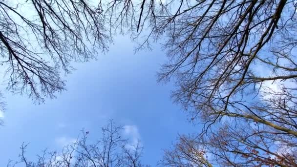 Nuvens no céu azul acima da floresta com altas árvores nuas — Vídeo de Stock