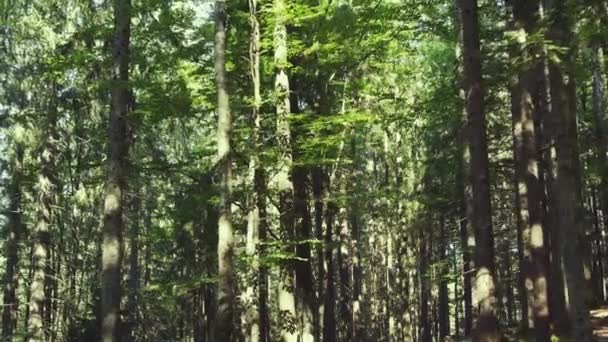 Forêt de conifères avec des rayons de soleil brillants à travers les branches — Video