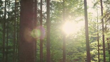Parlak güneş ışınları çam ağaçlarının dallarını delip geçiyor.